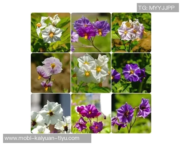 今日趣图：土豆开花的奇妙瞬间与枪手夺冠的美好期待